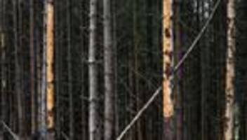 windiges wochenende: hessen forst warnt: bei sturm besser nicht in den wald