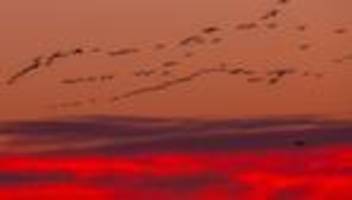 Ausbruch der Vogelgrippe: Schon hunderttausende Vögel in Deutschland durch Vogelgrippe gestorben