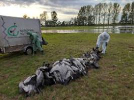 viele tiere verenden: vogelgrippe bei kranichen nimmt nie dagewesenes ausmaß an