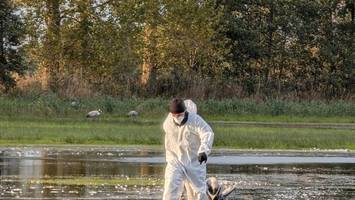 Tote Kraniche gefunden: Vogelgrippe versetzt Berlin in Alarmbereitschaft