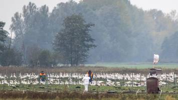 „Ich sehe, wie die Tiere leiden“ – Landwirt muss Gänse töten lassen