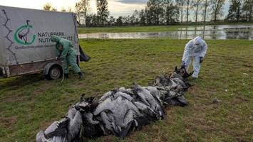 Kranich-Sterben wegen Vogelgrippe – Tierschützer senden Hilferuf
