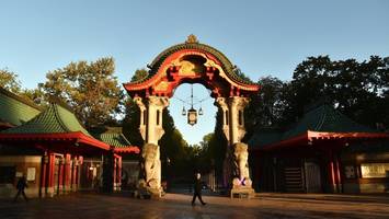 Tote Kraniche in Berlin gefunden: So reagieren Zoo und Tierpark