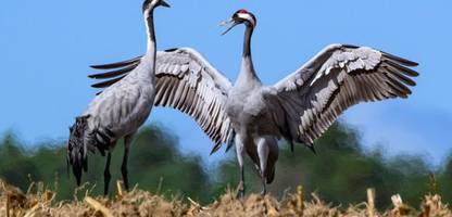 Vogelgrippe breitet sich aus: Wegen Kranich-Zügen wächst die Sorge vor der Geflügelpest