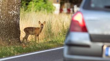 Achtung, Wildwechsel! Ab Sonntag steigt die Unfallgefahr an
