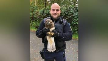 Bundespolizei auf der A23 nimmt Bussard in „Schutzhaft“