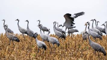 Vogelgrippe: Wie man sich bei auffälligen Tieren verhalten sollte