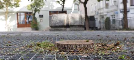 stadt pflanzt bäume am holbeinplatz