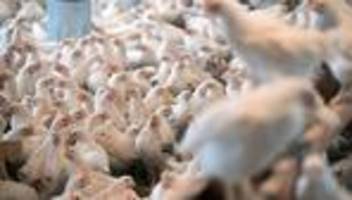 geflügelpest: geflügelpest im kreis kleve - 19.000 tiere getötet