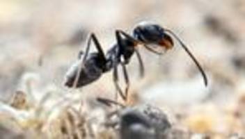 invasive art: invasive ameise breitet sich in hessen weiter aus