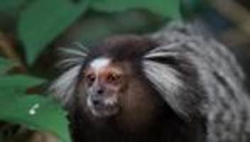 Lateinamerika: Interpol meldet Festnahmen bei Einsatz gegen Umweltkriminalität