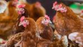 tierhaltung: viehbestände in hessen rückläufig – außer bei geflügel