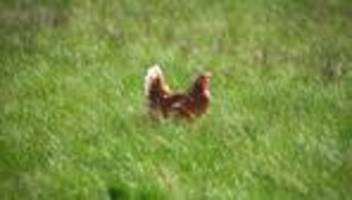 Tierrettung: Polizei hilft Hühnern und Ziege aus misslicher Lage