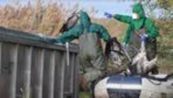 Tierseuche: Vogelgrippe: Immer mehr Verdachtsfälle in Sachsen-Anhalt