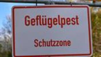 Tierseuche in Brandenburg: Kreis: Geflügelpest in großem Betrieb in Neuhardenberg