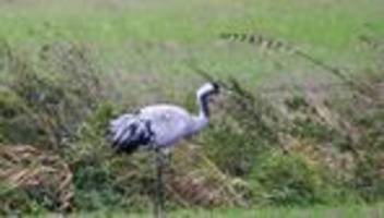 Tierseuche in Brandenburg: Vogelgrippe bei Kranichen: Landesforstbetrieb schickt Helfer