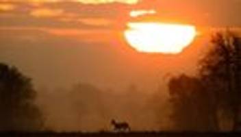 umstellung auf winterzeit: zeitumstellung: adac warnt vor mehr wildunfällen