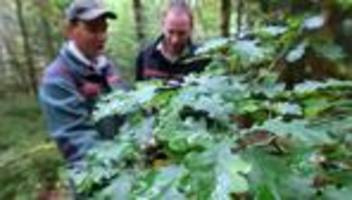 umwelt: sachsenforst: azubis ernten rund 1.400 kilogramm eicheln