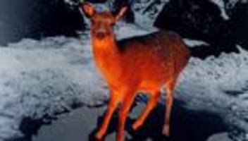 Wald als Tatort: Dunkler, dunkler Wald