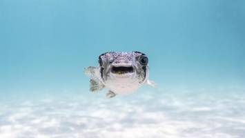 Comedy Wildlife Awards 2025: Die lustigsten Tierfotos des Jahres