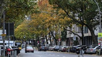 hunderte bäume sollen weg: berliner kiez droht radikaler kahlschlag