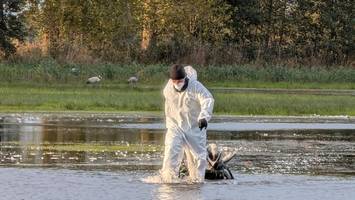 Landeslabor bestätigt erste Vogelgrippe-Fälle in Berlin