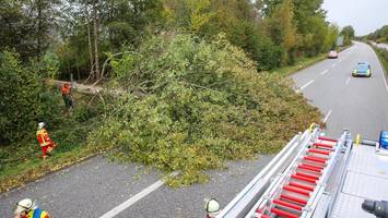 A23 ist gesperrt: Baum stürzt bei Itzehoe-Nord auf die Fahrbahn