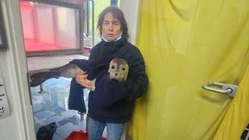 Nordseeküste: Sturm Joshua spült schwache Seehunde auf die Strände