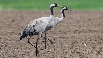 vogelgrippe bei drei toten kranichen in hamburg festgestellt