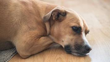 Vogelgrippe breitet sich aus: Eine Gefahr für Hunde und Katzen?