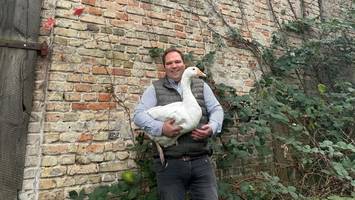 vogelgrippe lässt berlin um weihnachtsgänse bangen