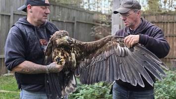 „Wunderheilung“ statt Tod – Seeadler fliegt zurück in die Freiheit