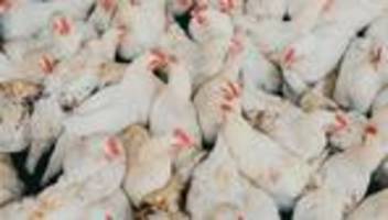 Vogelgrippe: Verband fordert bundesweite Stallpflicht wegen Vogelgrippe