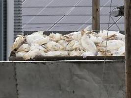 Immer mehr Tiere verenden: Geflügelhalter fordern Schutz vor Vogelgrippe