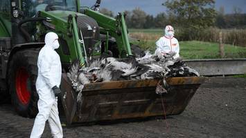 Vogelgrippe breitet sich aus: Was für Berliner und ihre Tiere gilt