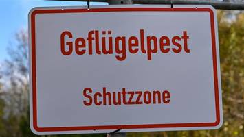 Wegen der Vogelgrippe: 85.000 Tiere in Brandenburg werden getötet
