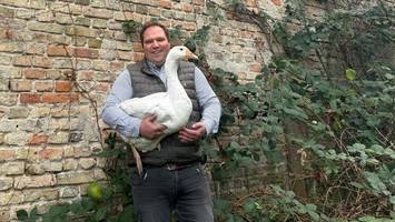 vogelgrippe lässt berlin um weihnachtsgänse bangen