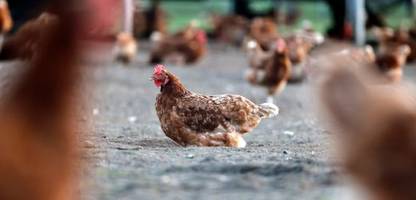 Geflügelpest: Forderung nach bundesweiter Stallpflicht wegen Vogelgrippe
