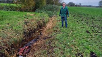 wolf reißt pferd bei hamburg – herde flieht mitten durchs dorf