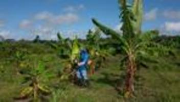 aufforstung in brasilien: kann geld den amazonas retten?