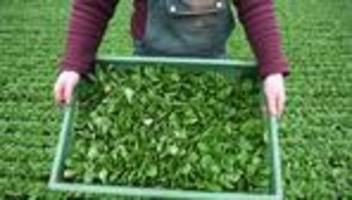 Gemüse: Saison für Feldsalat startet: Südwesten baut viel an