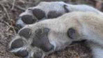 tiere: 140 tote wölfe in sachsen-anhalt binnen 25 jahren gefunden