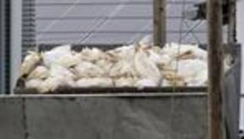 vogelgrippe-variante: geflügelpest in putenmastbetrieb – 14.600 tiere betroffen