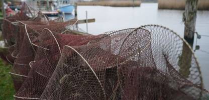 EU-Fischereipolitik: Beratung über künftige Fangmengen in der Ostsee