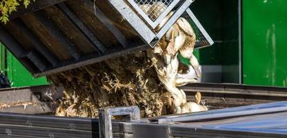 Vogelgrippe: Betrieb in Neuhardenberg in Brandenburg tötet 130.000 Tiere