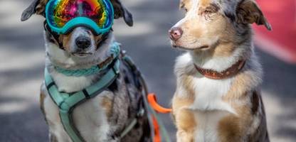 Haustier-Führerschein: Tierärzte fordert mehr Verantwortung statt Luxusequipment