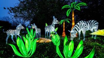 Serengeti Park: Europas schönstes Lichterfestival kehrt zurück