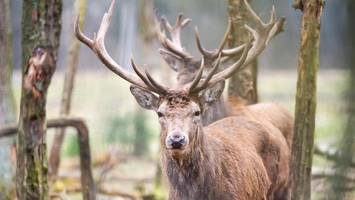 Wildgehege Klövensteen schließt nun doch wieder früher – die Gründe