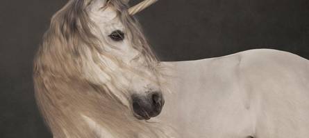 dem mythos einhorn auf der spur: das museum barberini präsentiert das schönste tier, dass es nie gab