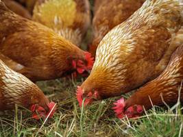 Gefahr der Vogelgrippe in Bayern: Warum Tiergesundheit auch für den Menschen wichtig ist